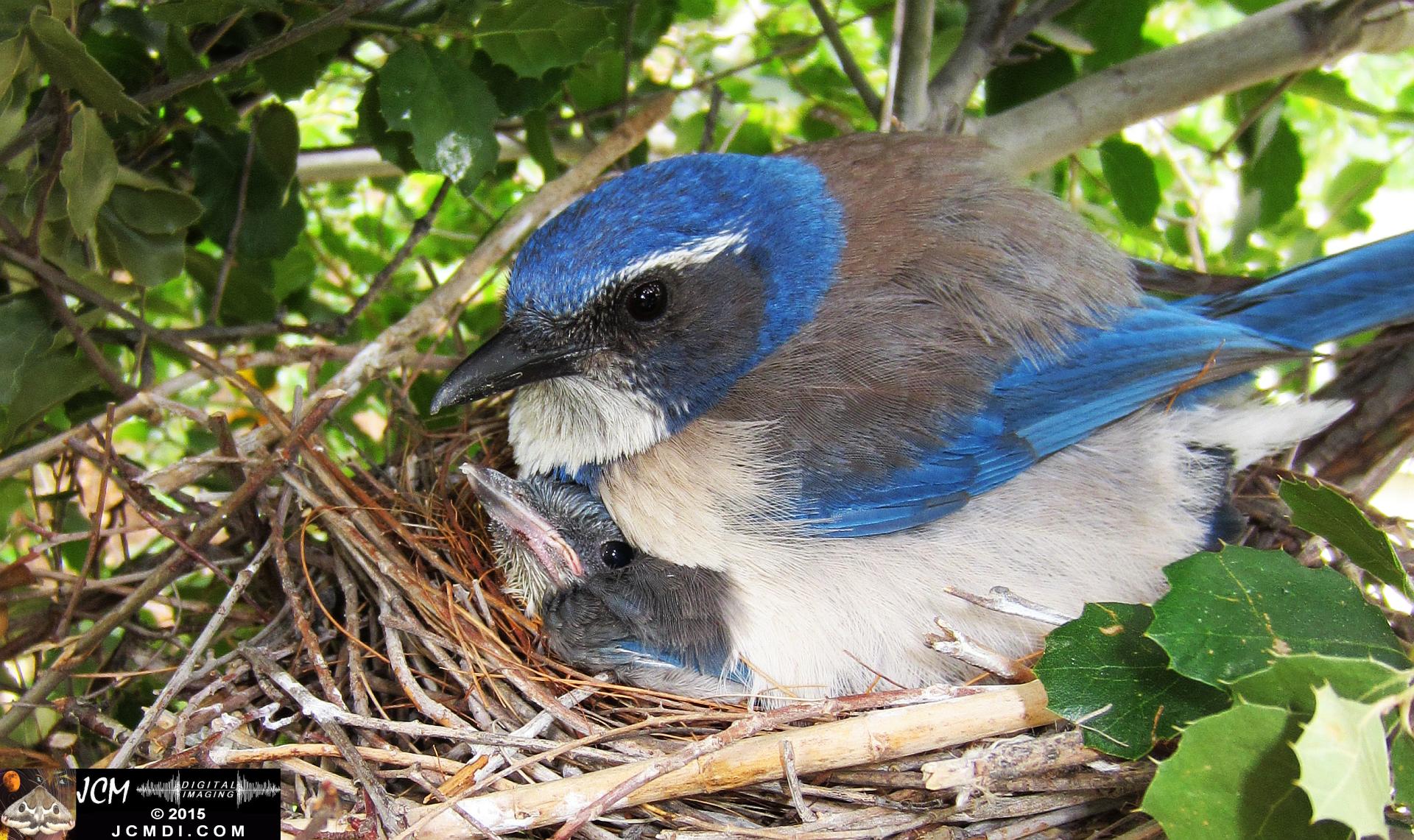 Scrub Jay Documentary Nest and Chicks HS300